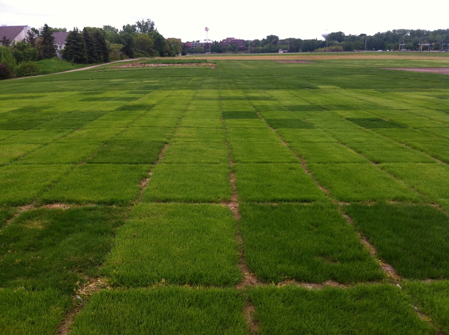 low input turf research plots