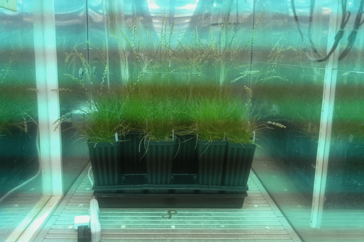a time lapse video of plants in a growth chamber
