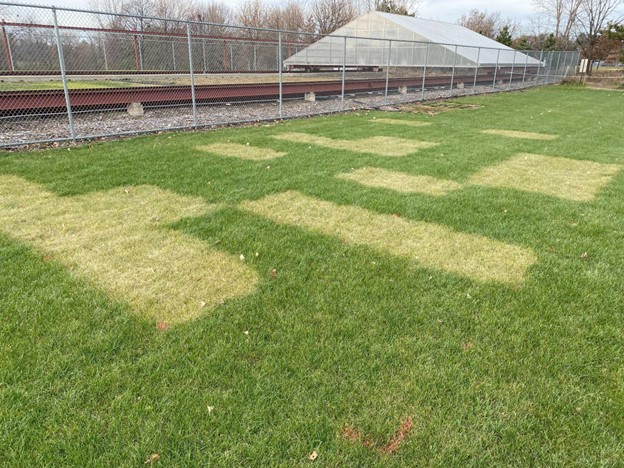 turfgrass research plots where several of the plots are dying and yellowing due to herbicide application