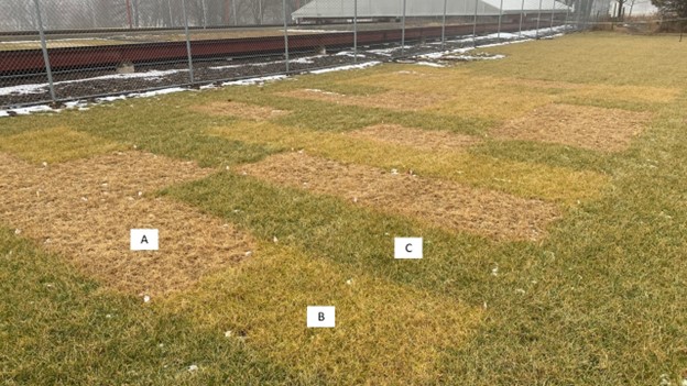 turfgrass research plots in the late fall where the grass is not actively growing