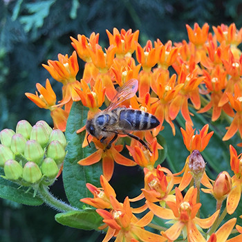 Butterflyweed flowers with a honey bee