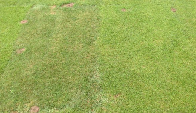 fine fescue mixtures in research plots
