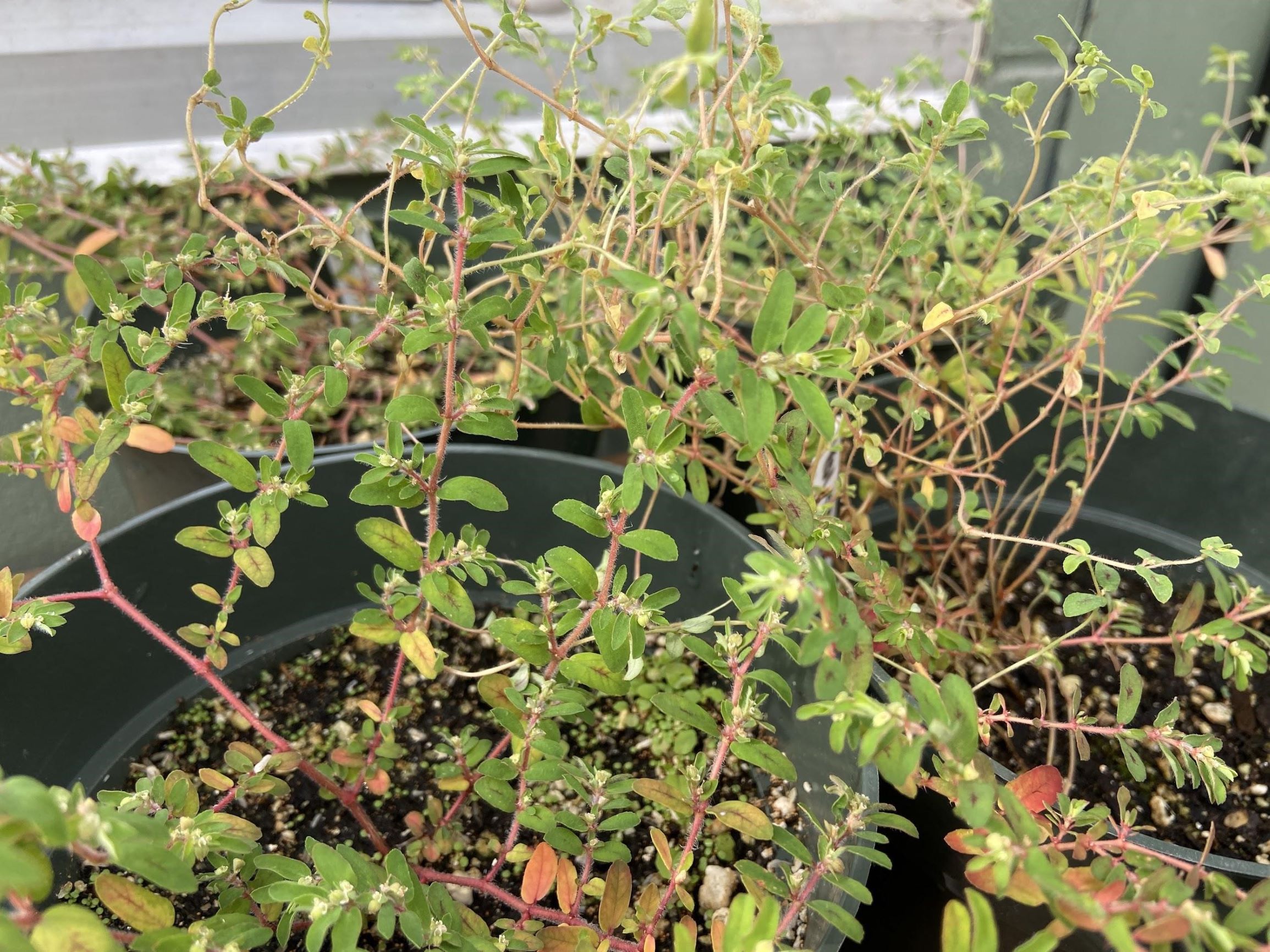 spotted spurge growing in a pot in the greenhouse