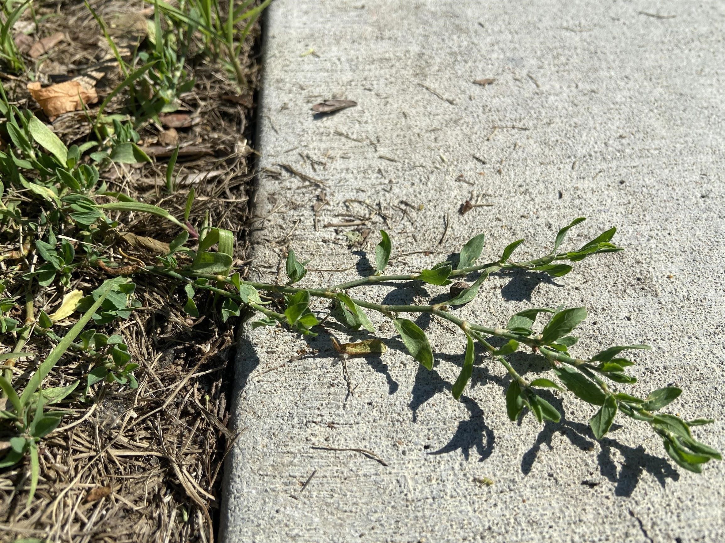 a knotweed plant growing on top of a sidewalk