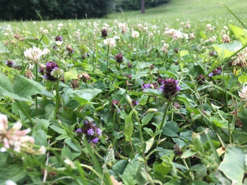 a lawn with self-heal and white clover mixed in with turfgrasses