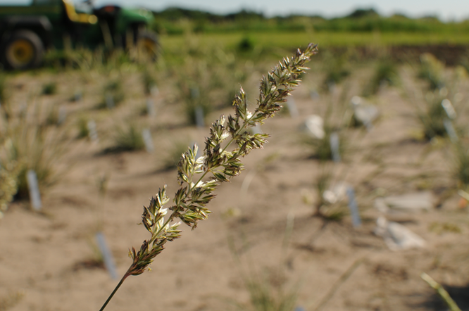 Inflorescence of prairie junegrass in the field