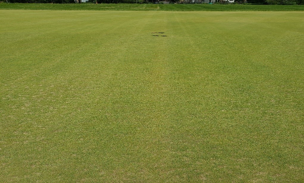 golf green with some small brownish patches
