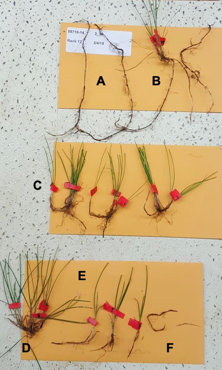 three envelopes with different fescue plants showing rhizome diversity
