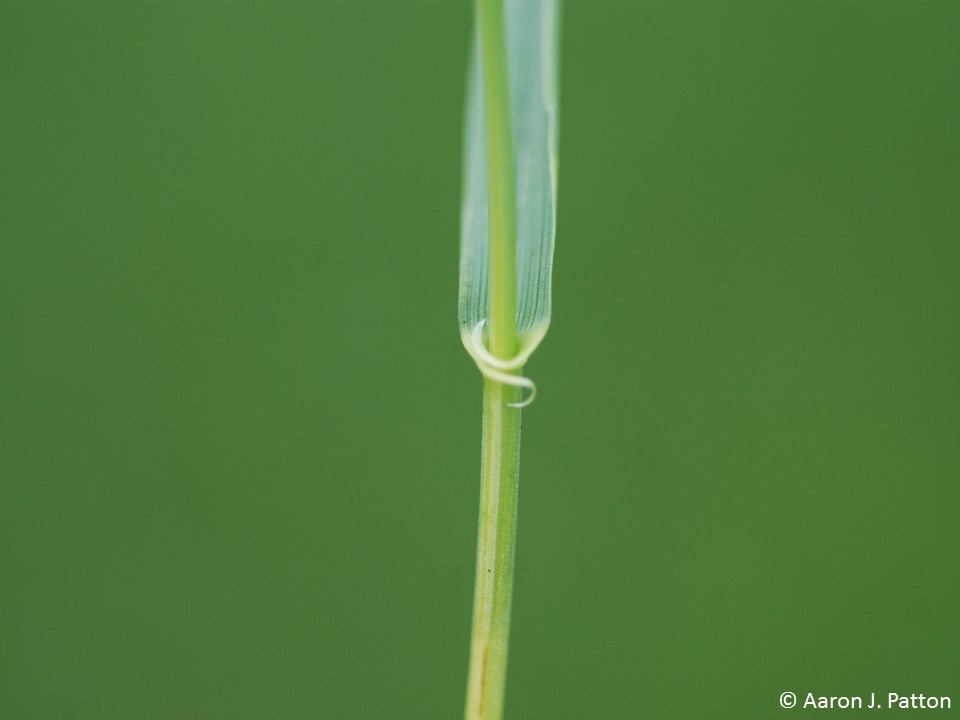 clasping auricle of quackgrass