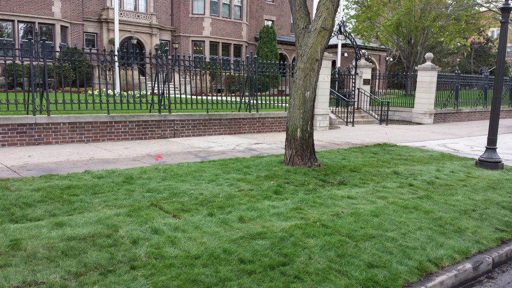 MNST-12 salt tolerant fine fescue sod planted at the MN Governor’s Residence in St. Paul