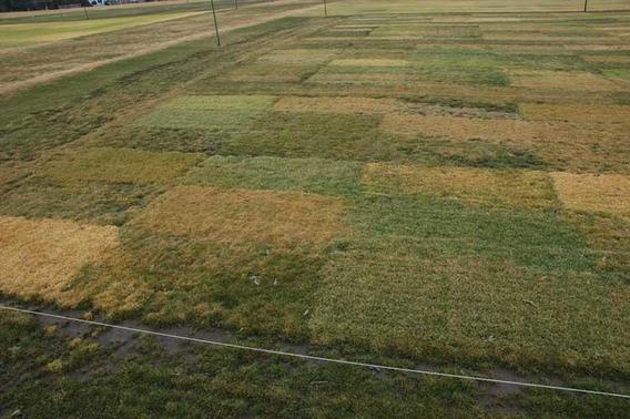turfgrass research plots showing color variations