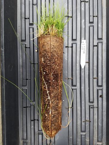 Fine fescue plant showing shoot and roots