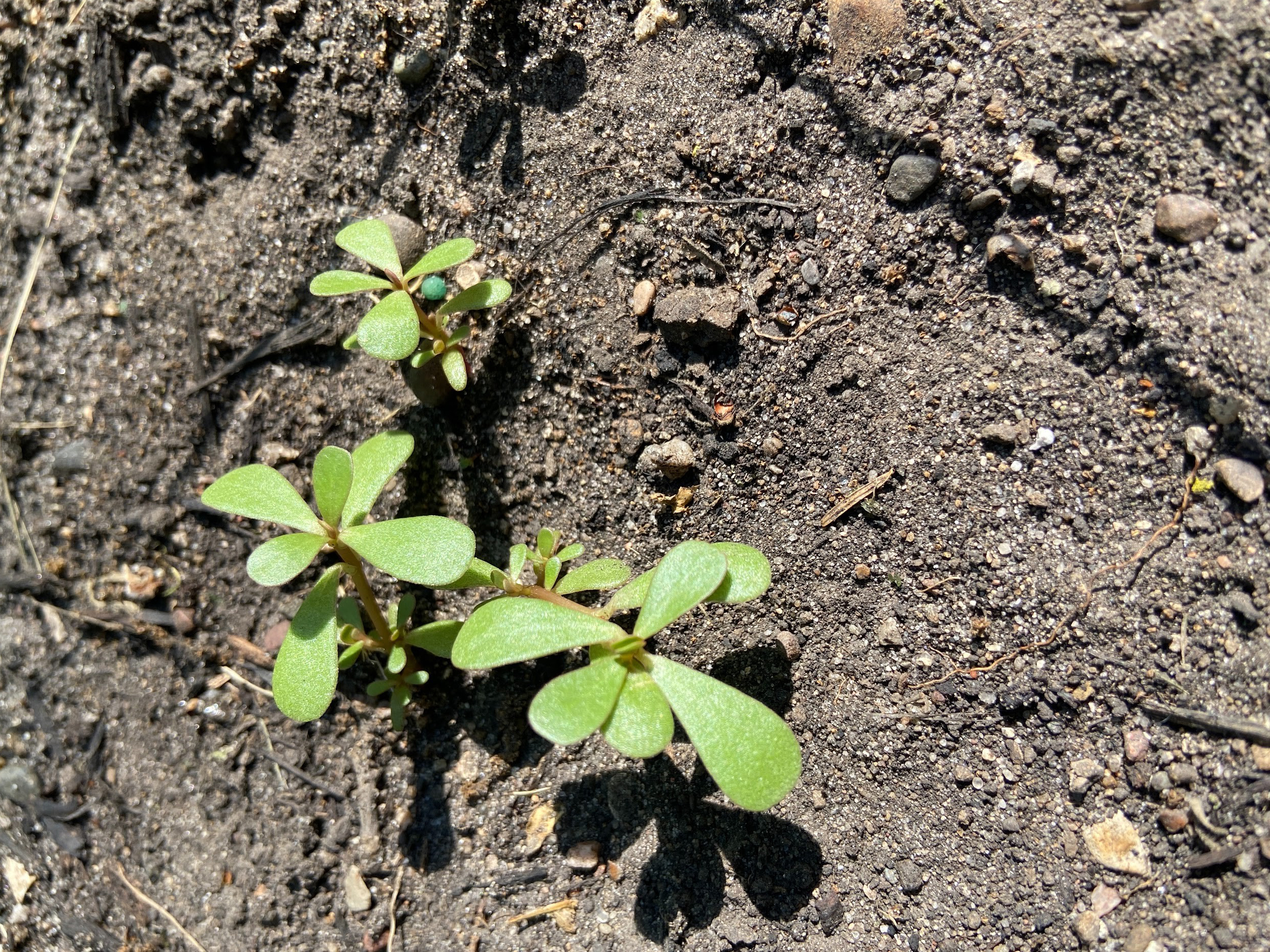 bare soil with a few purslane seedlings