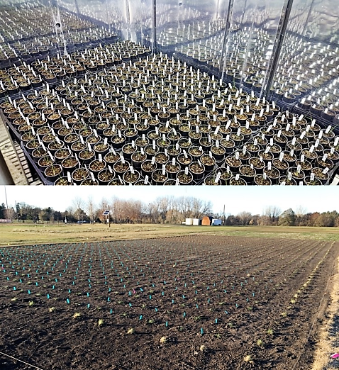 Growth chamber (top) and field plot (bottom)