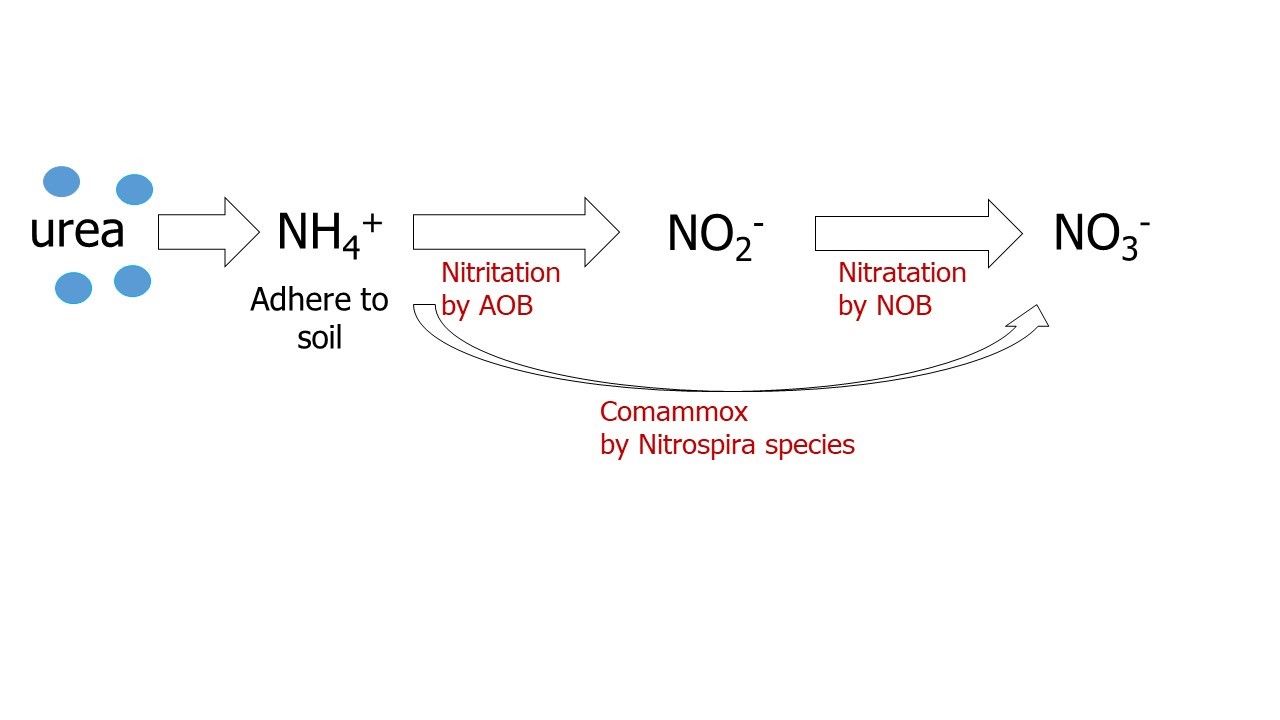 chemical equation of nitrification and pertinent microorganisms