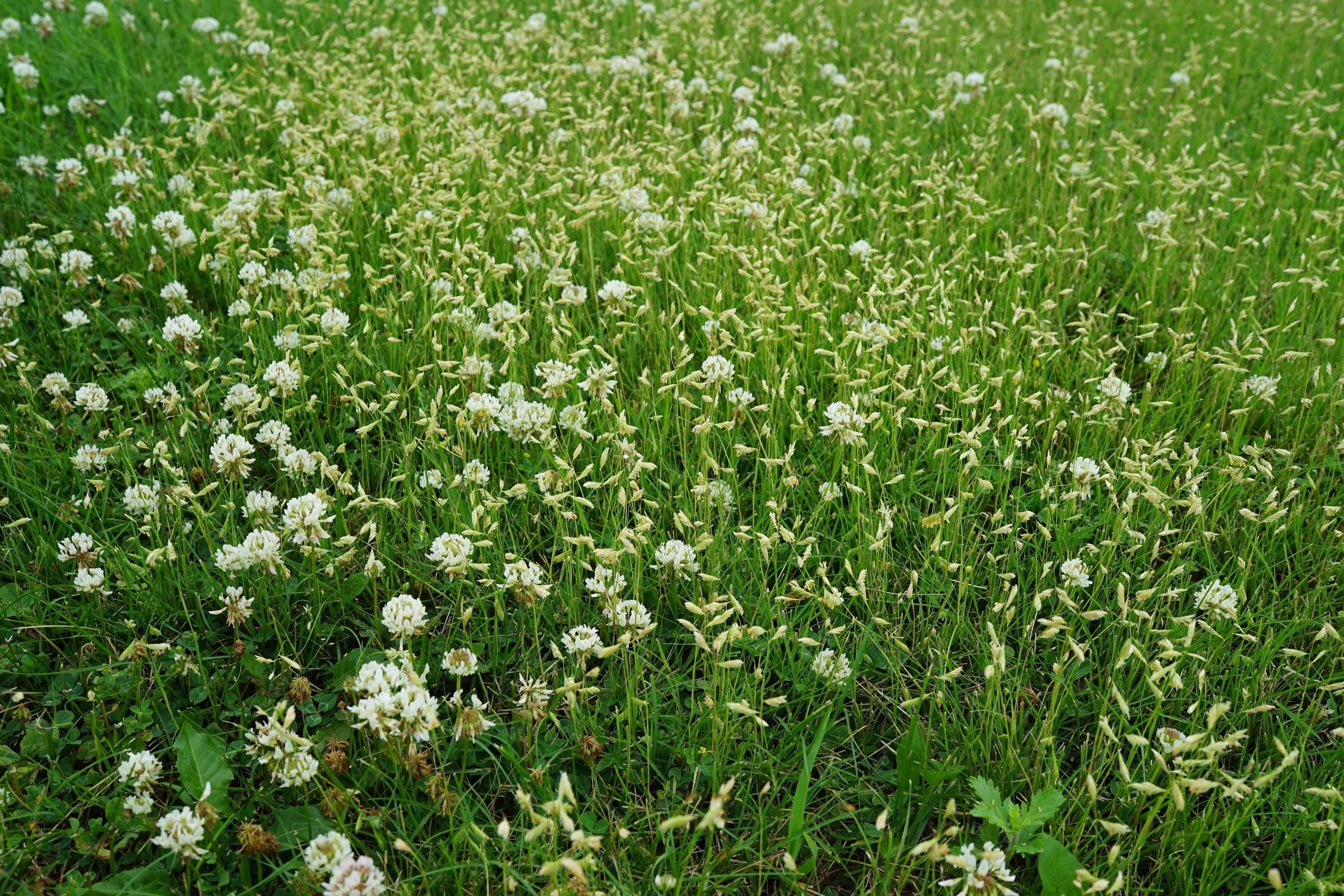 white clover and buffalograss in flower on a roadside