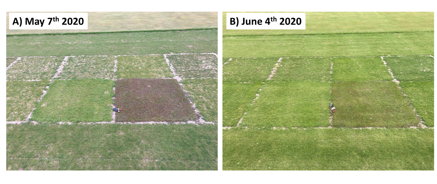 turfgrass research plots on two different dates; one of the plots has a purplish tint
