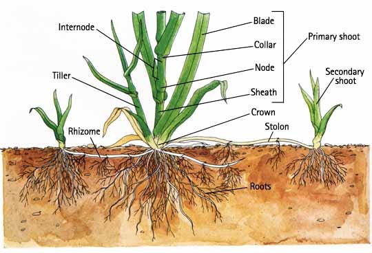 illustration of grass plant parts