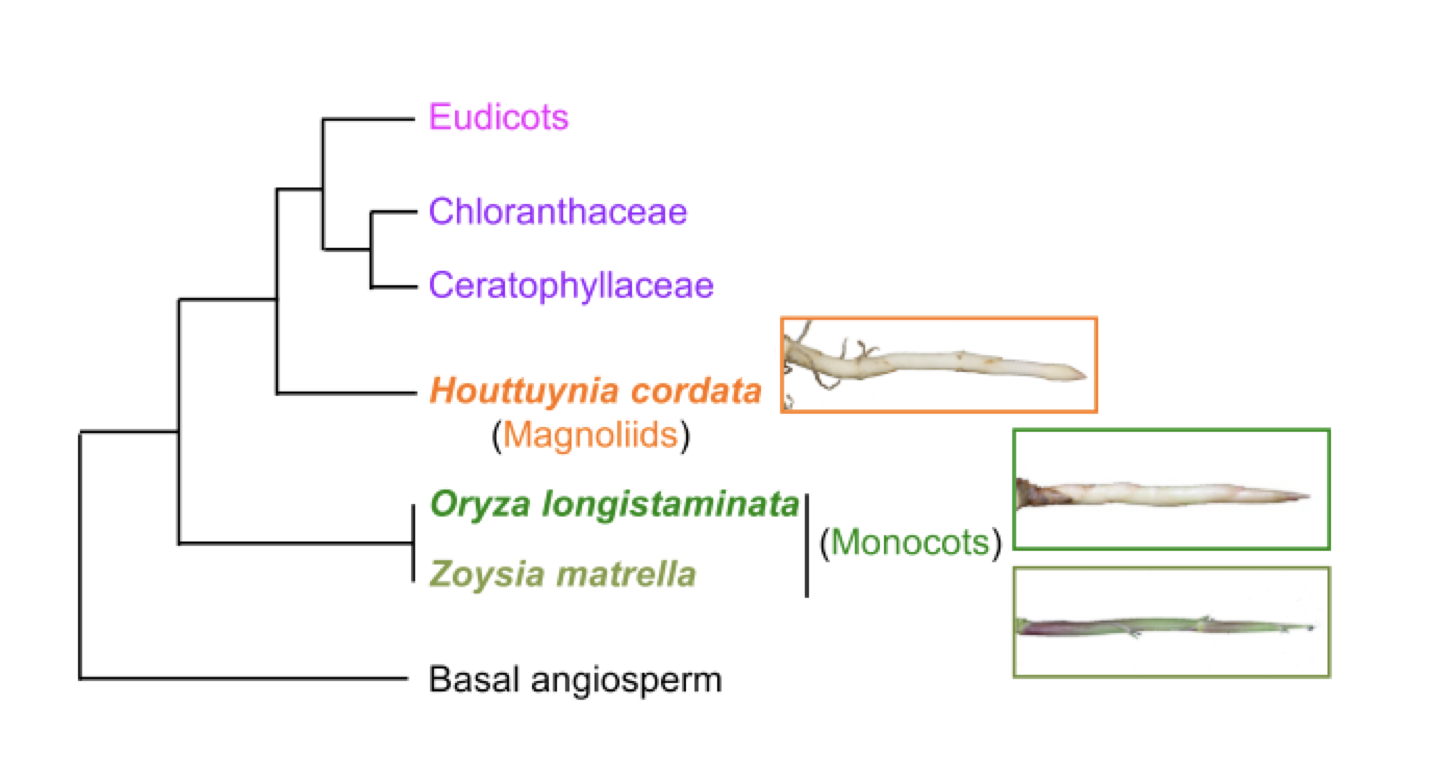 a phylogenetic tree diagram