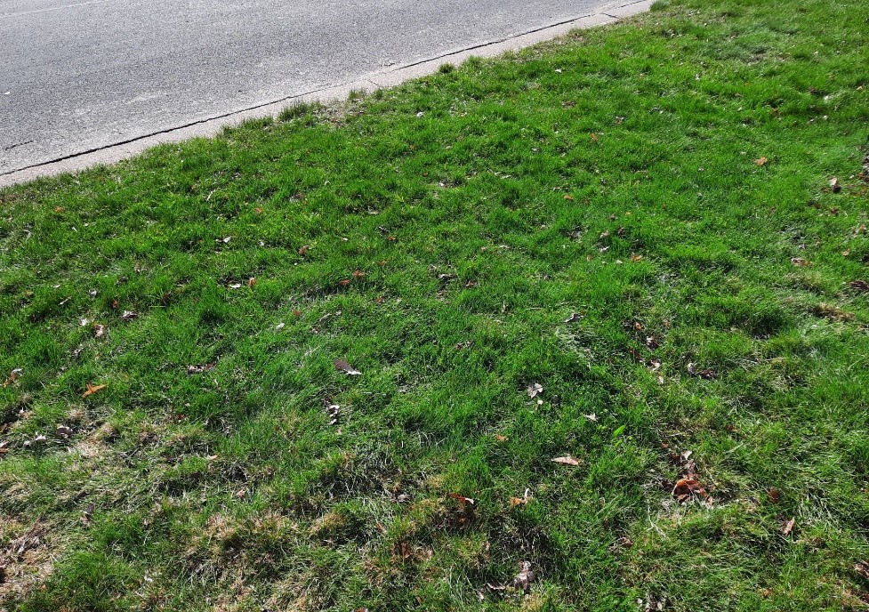 green lawn on boulevard next to residential road