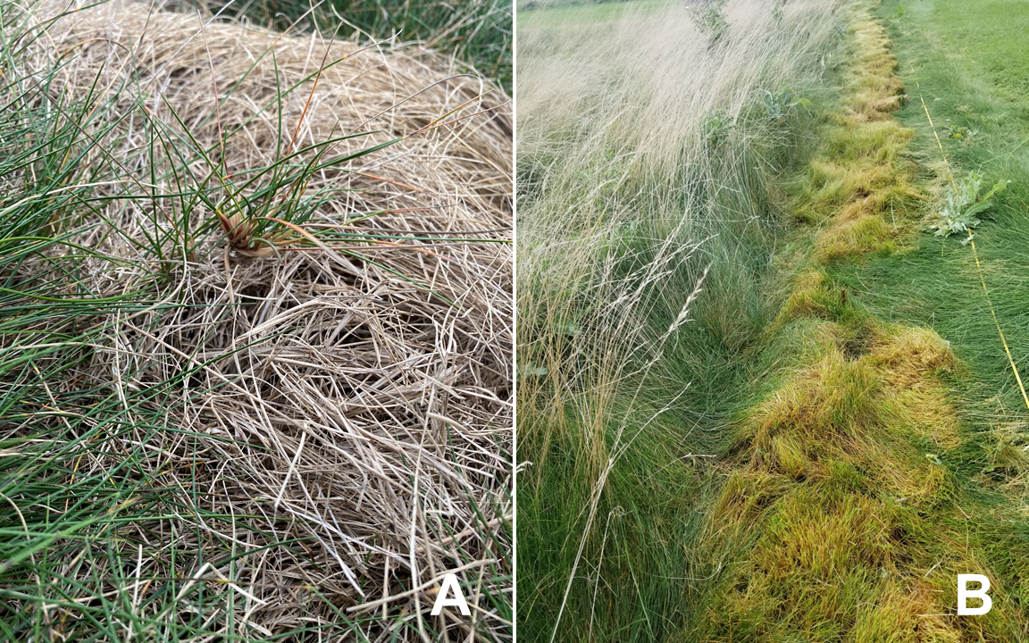 A tuft of grass poking through dead vegetation and a closely mowed strip of grass with yellow scalped areas