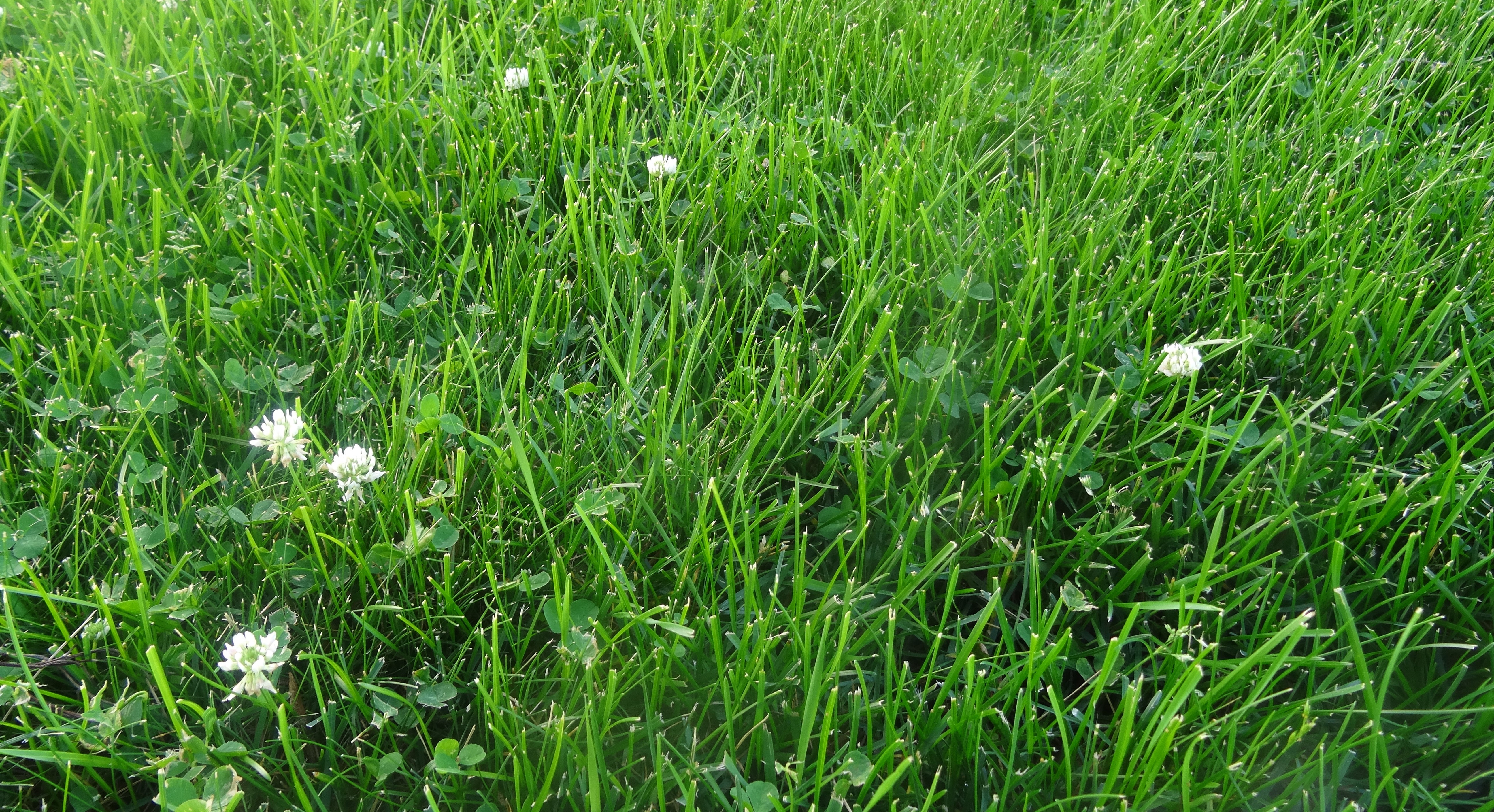 green residential lawn with several white clover flowers