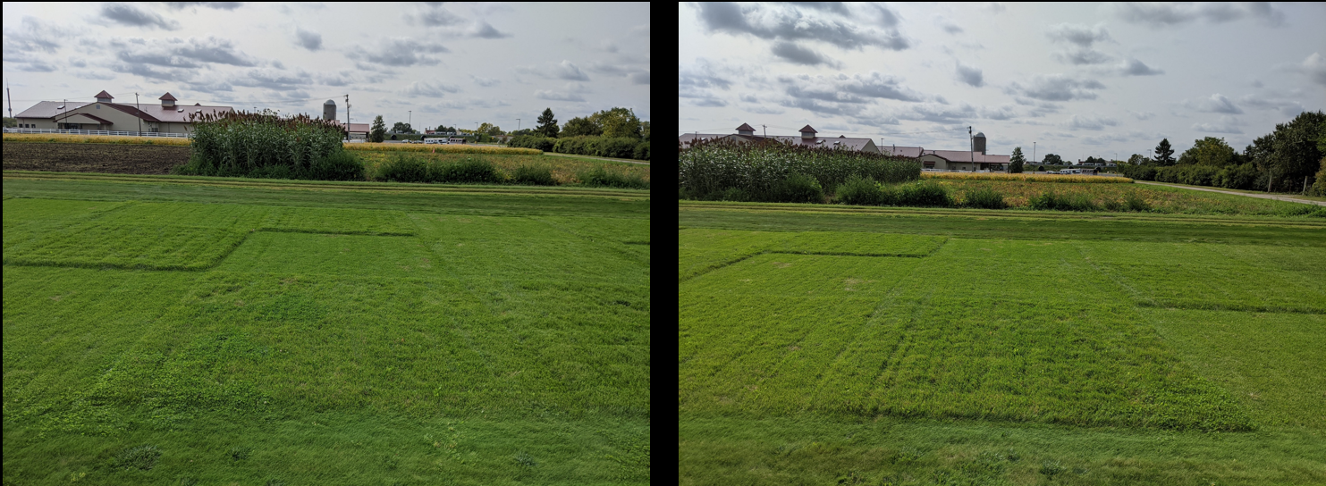 two different turfgrass plots that appear similar in foliage color