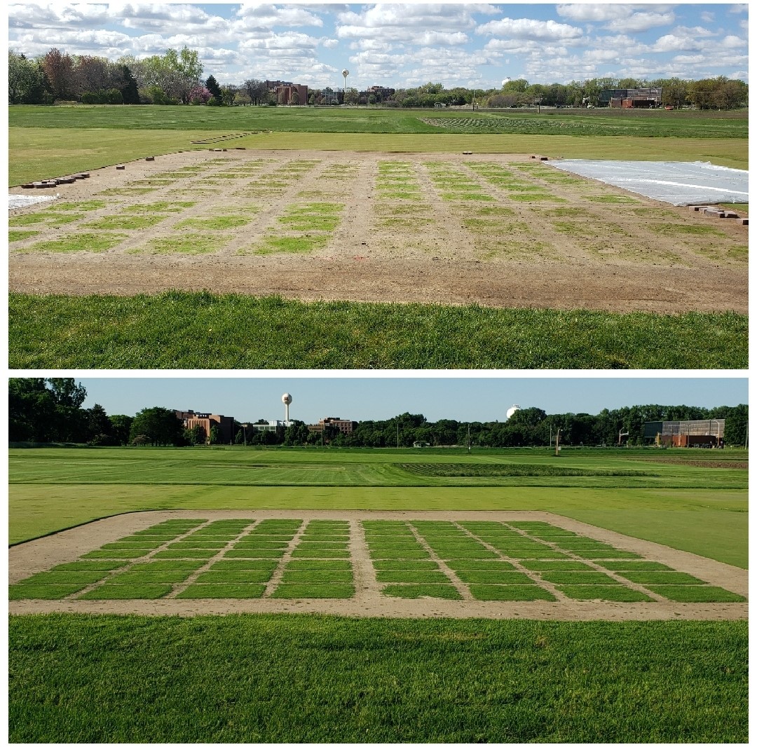 two photos of the same research plot, one with sparse green turf and the second with fully green turf