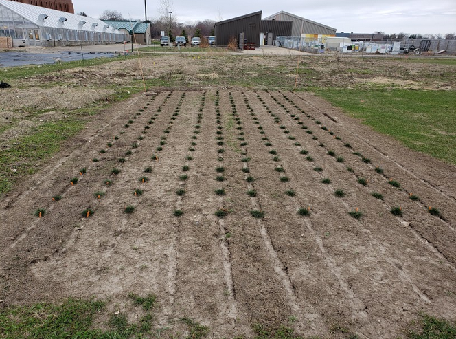 research plots with small turf grass plants evenly spaced