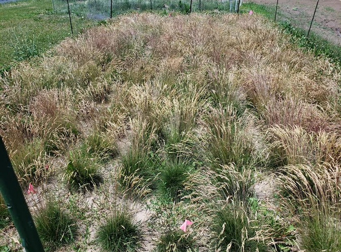 Turfgrass plants with seed heads