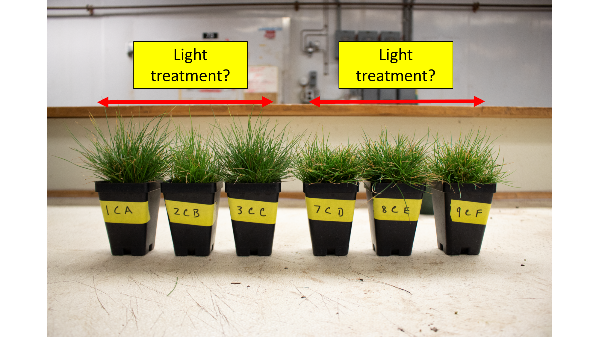 2 sets of three pots with turfgrasses growing in them; text is above saying "Light treatment?"