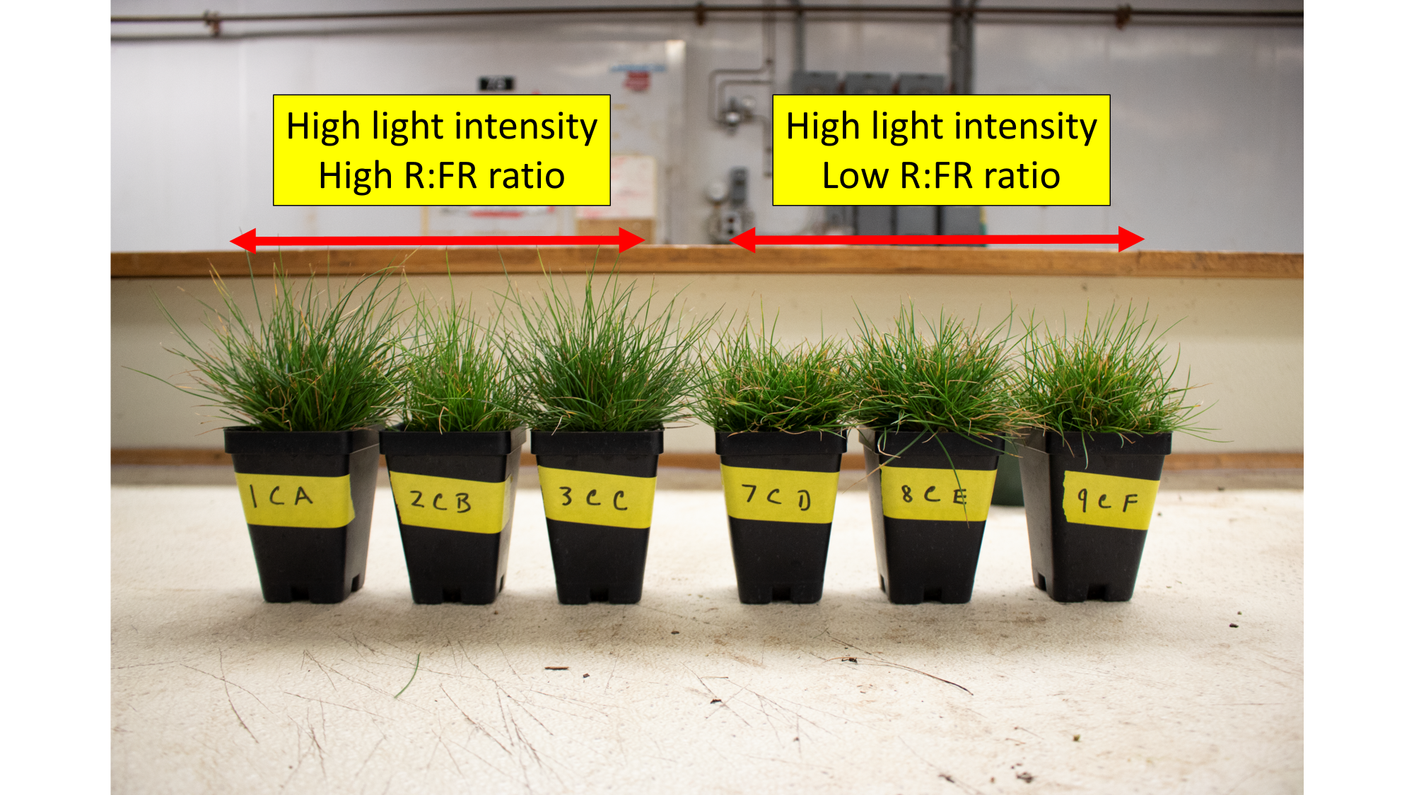 2 sets of three pots with turfgrasses growing in them; text is above the first set says "High light intensity High R:FR ratio" and the second set says "High light intensity Low R:FR ratio"