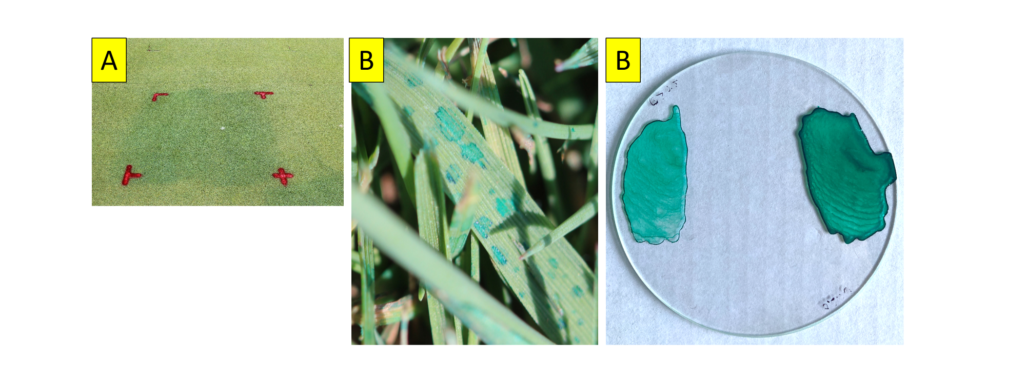 3 images - the first a square of pigment-treated creeping bentgrass, grass leaves with spots of green pigment, and spots of green pigment on a round piece of glass