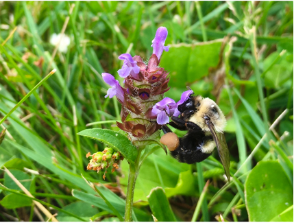 Bumble bee on purple flower in a lawn