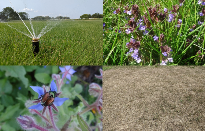 four image collage of a sprinkler head, creeping charlie, a japanese beetle and a drought-stricken lawn