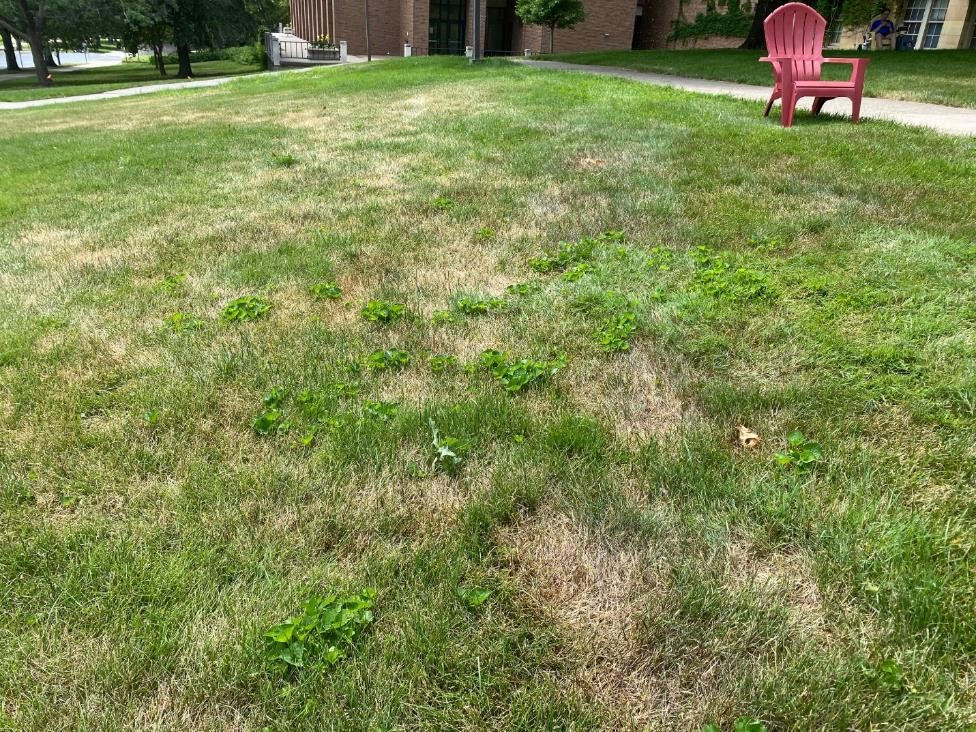 Lawn on a university campus with brown patches