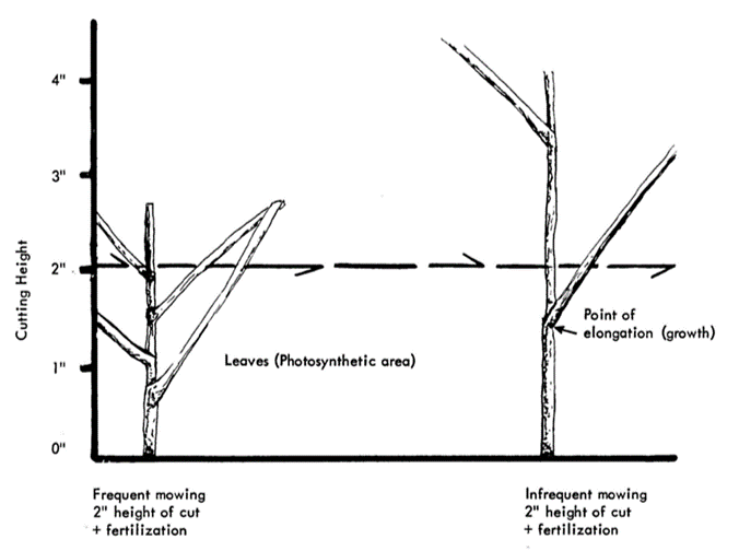 A diagram of two grass plants at different heights