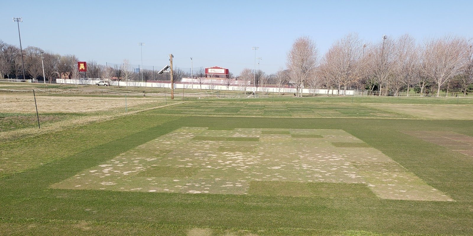 Turfgrass research plots with snow mold damage