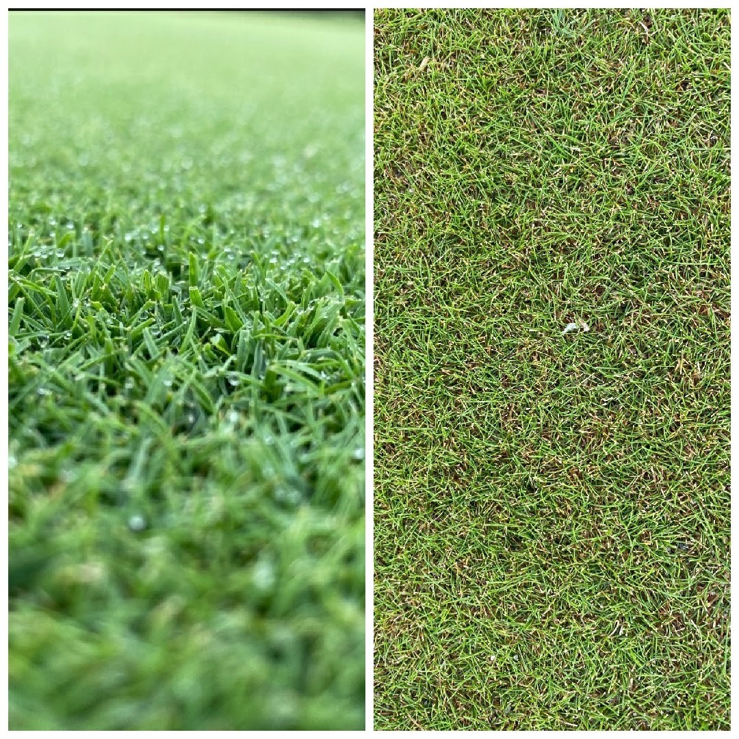 Two close up images, the first of creeping bentgrass and the second of fine fescue