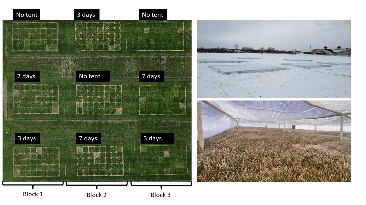 3 images - one of an overhead shot of turfgrass research plots during the growing season, one of the plots during winter and one of the view beneath a tent