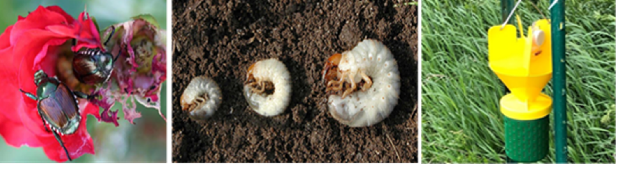 3 images, the first is beetles eating a rose flower, the second is three white grubs of varying sizes and the third is a plastic hanging trap