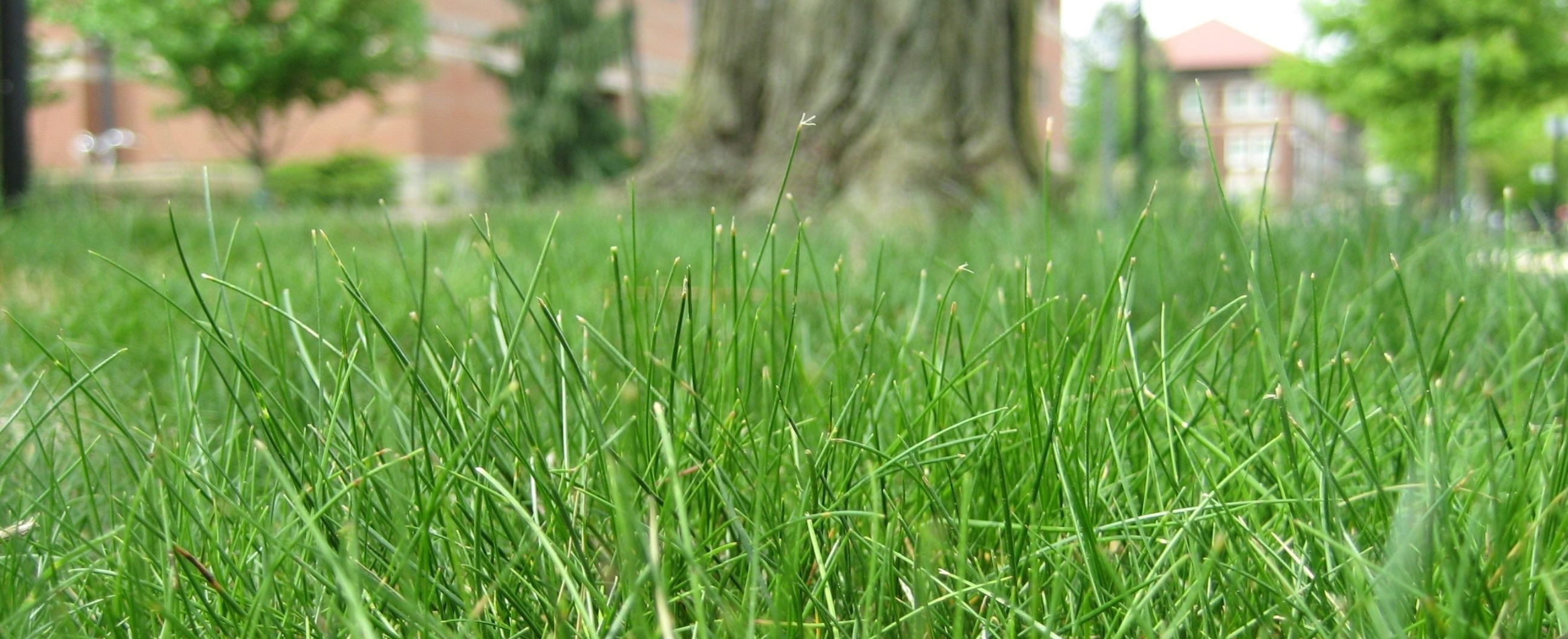 closeup of fine fescue turfgrass