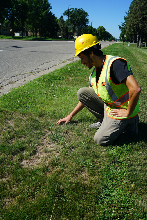 a person examining turfgrass on a roadside