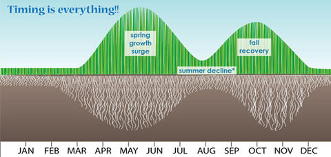 a graph of cool season turfgrass growth over a season