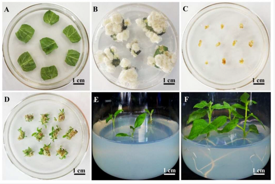 six images of petri dishes with the different stages of plant regeneration