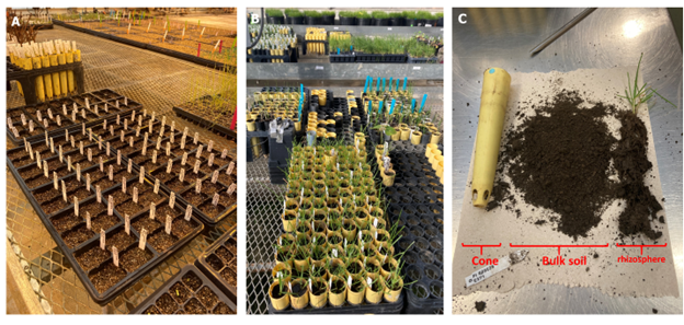 ​ The figure is a collage of 3 images placed in a row. They represent different steps of the cultivation setup. Accessions were seeded in germination trays in the first picture from the left. Perennial ryegrass plantlets were transplanted in cones containing field soil. This is depicted in the middle picture. and the rhizosphere soil was harvested after 5 weeks of cultivation as shown in the last image, third from the left. Figure 2. Different steps of the cultivation set-up.