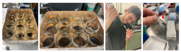 ​ This picture is a collection of four pictures depicting the soil slurry experiment Figure 3. Soil slurry experiment. Rhizosphere soil was transferred in mason jars (A); Buffer solution was added to each individual jar, (B); several milliliters were pipetted 0, 24 and 48 hours after adding the buffer solution for total NO2-NO3 quantification (C-D).