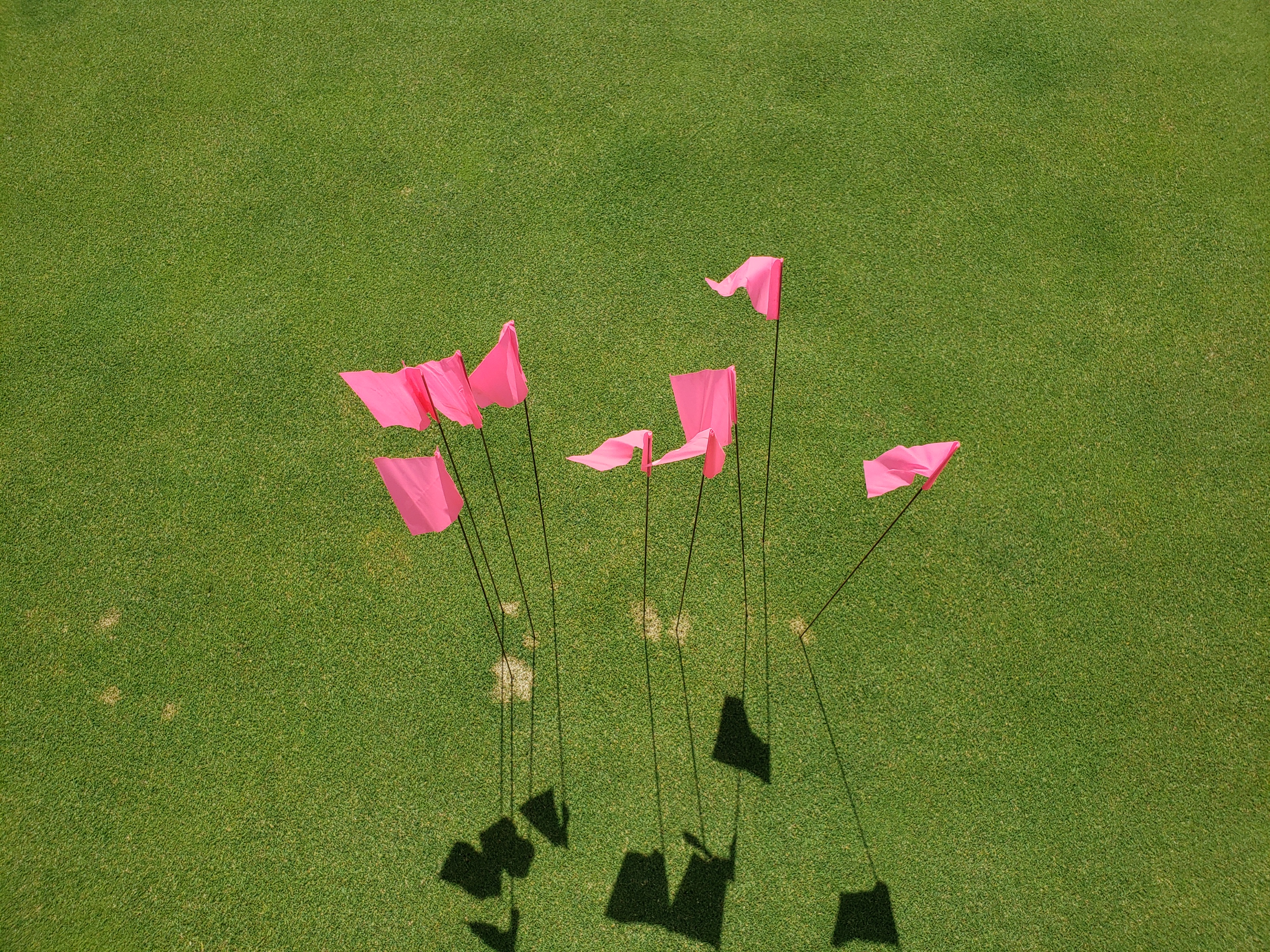 Figure shows pink flowers with grass in the background