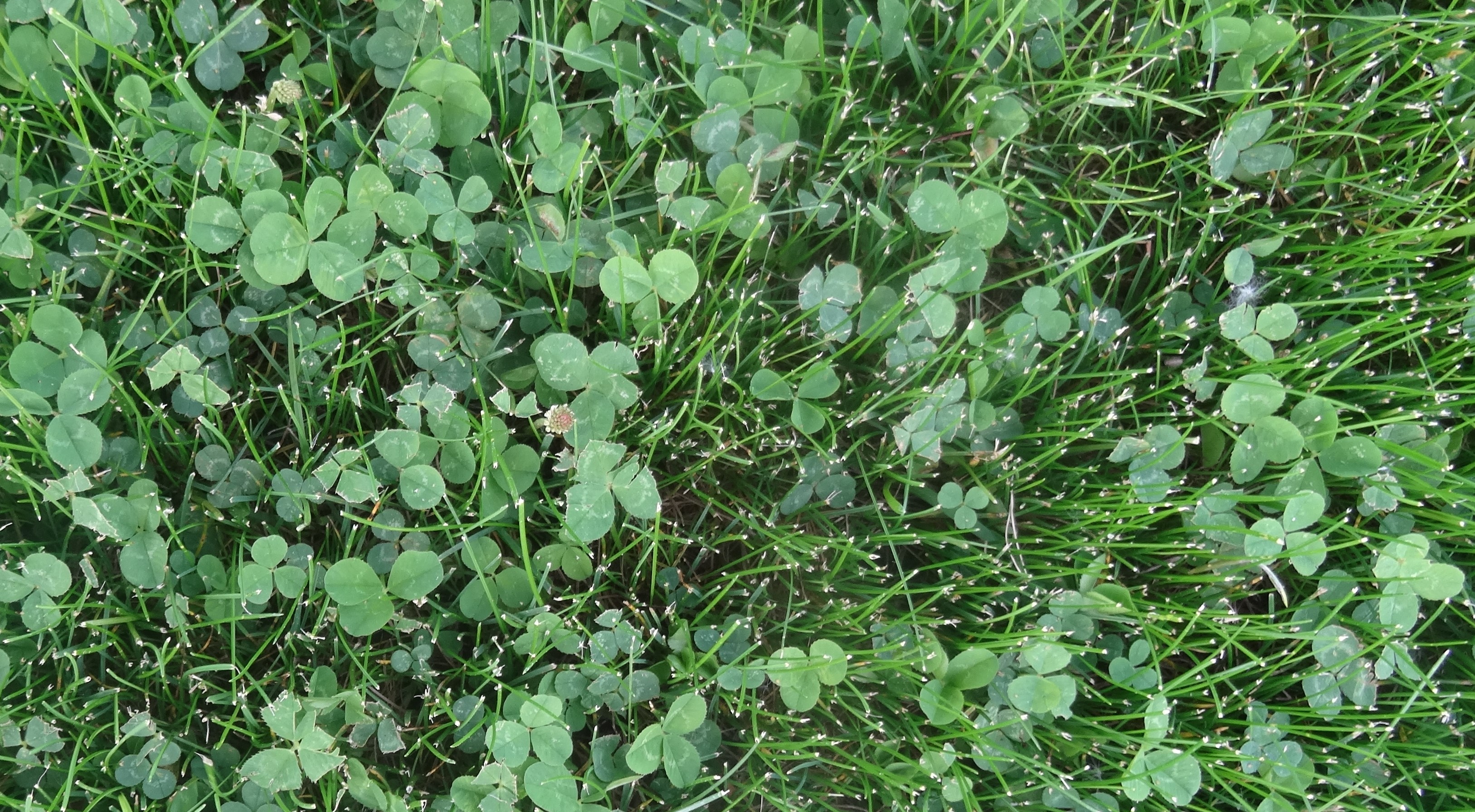 a lawn with a high amount of white clover
