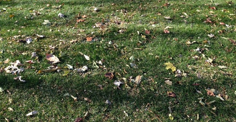 a lawn with a light amount of tree leaves
